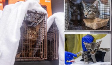 Over 100 cats rescued from three deplorable NYC homes in a single day