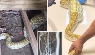 Massive python with swollen belly found under NJ family's shed -- with X-ray revealing its last meal