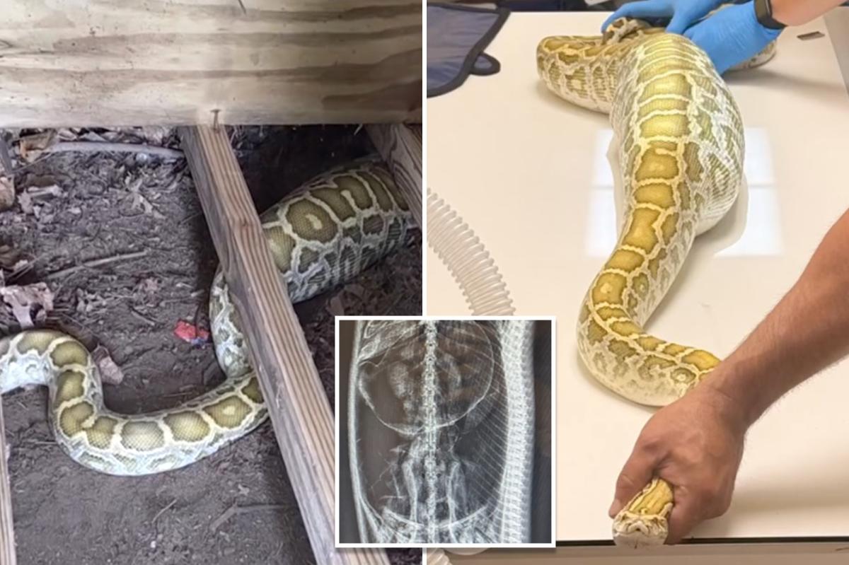 Massive python with swollen belly found under NJ family's shed -- with X-ray revealing its last meal