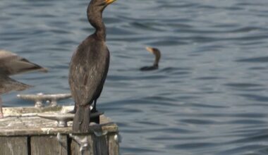 Cormorant population growing: Here’s what you can do about it