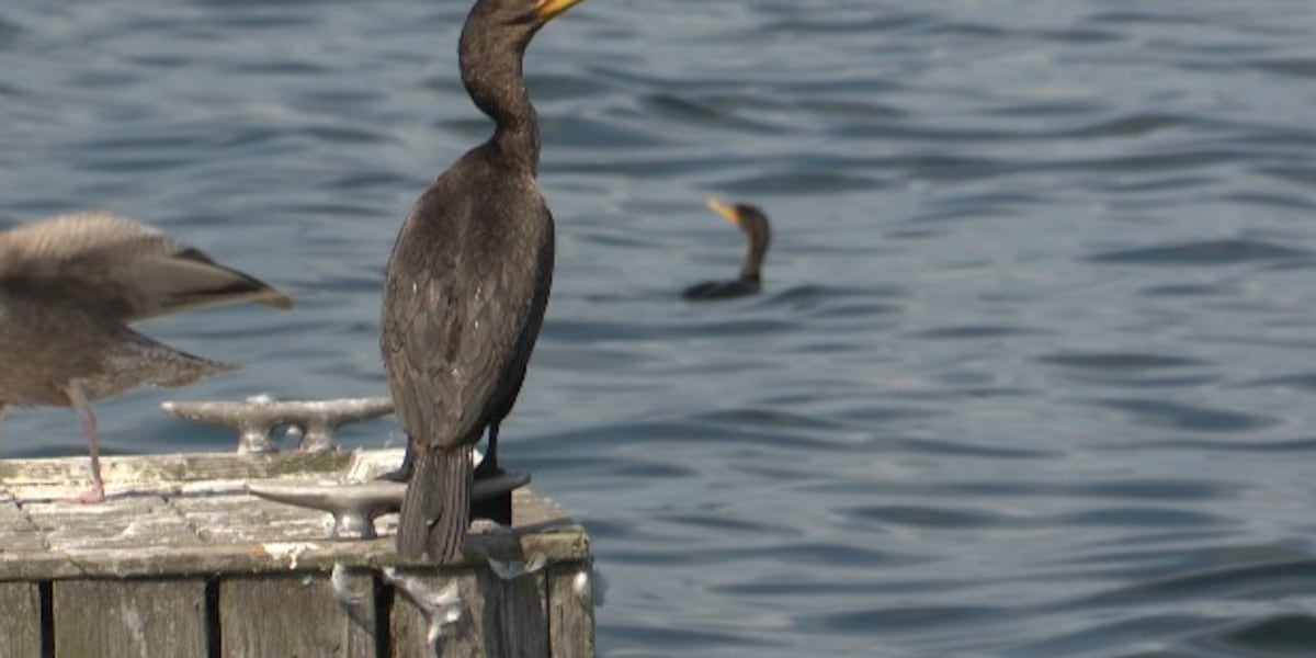 Cormorant population growing: Here’s what you can do about it