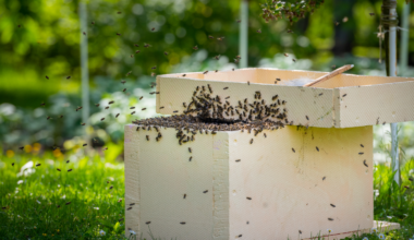 In the spring of 2022, a Cornell lab technician who'd been parking for free near an Ithaca cemetery and cutting through it on her walk to work noticed the ground was covered in bees, and brought a jarful back to her supervisor — the discovery that followed put the number of bees living beneath that one cemetery at roughly 5.5 million, more than triple the population of Manhattan.