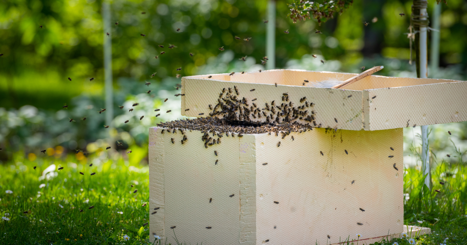 In the spring of 2022, a Cornell lab technician who'd been parking for free near an Ithaca cemetery and cutting through it on her walk to work noticed the ground was covered in bees, and brought a jarful back to her supervisor — the discovery that followed put the number of bees living beneath that one cemetery at roughly 5.5 million, more than triple the population of Manhattan.
