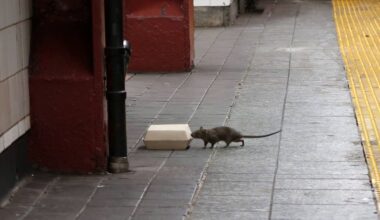 Trash bins are turning the tide in NYC's 'War on Rats'