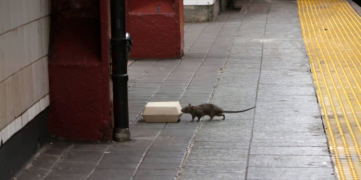 Trash bins are turning the tide in NYC's 'War on Rats'