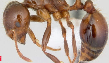 In the 1930s, just 9 to 20 foreign ant queens apparently stowed away on a ship; their descendants now infest more than 367 million U.S. acres