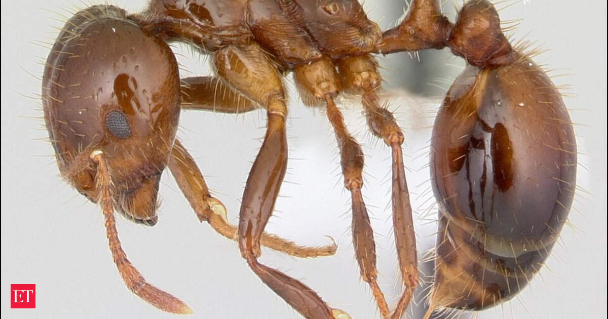In the 1930s, just 9 to 20 foreign ant queens apparently stowed away on a ship; their descendants now infest more than 367 million U.S. acres