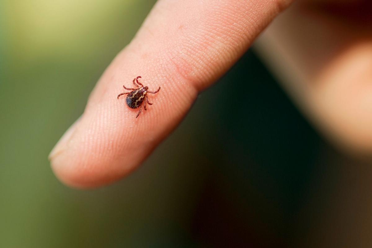 Bourbon Virus Cases Have Been Confirmed in New York State