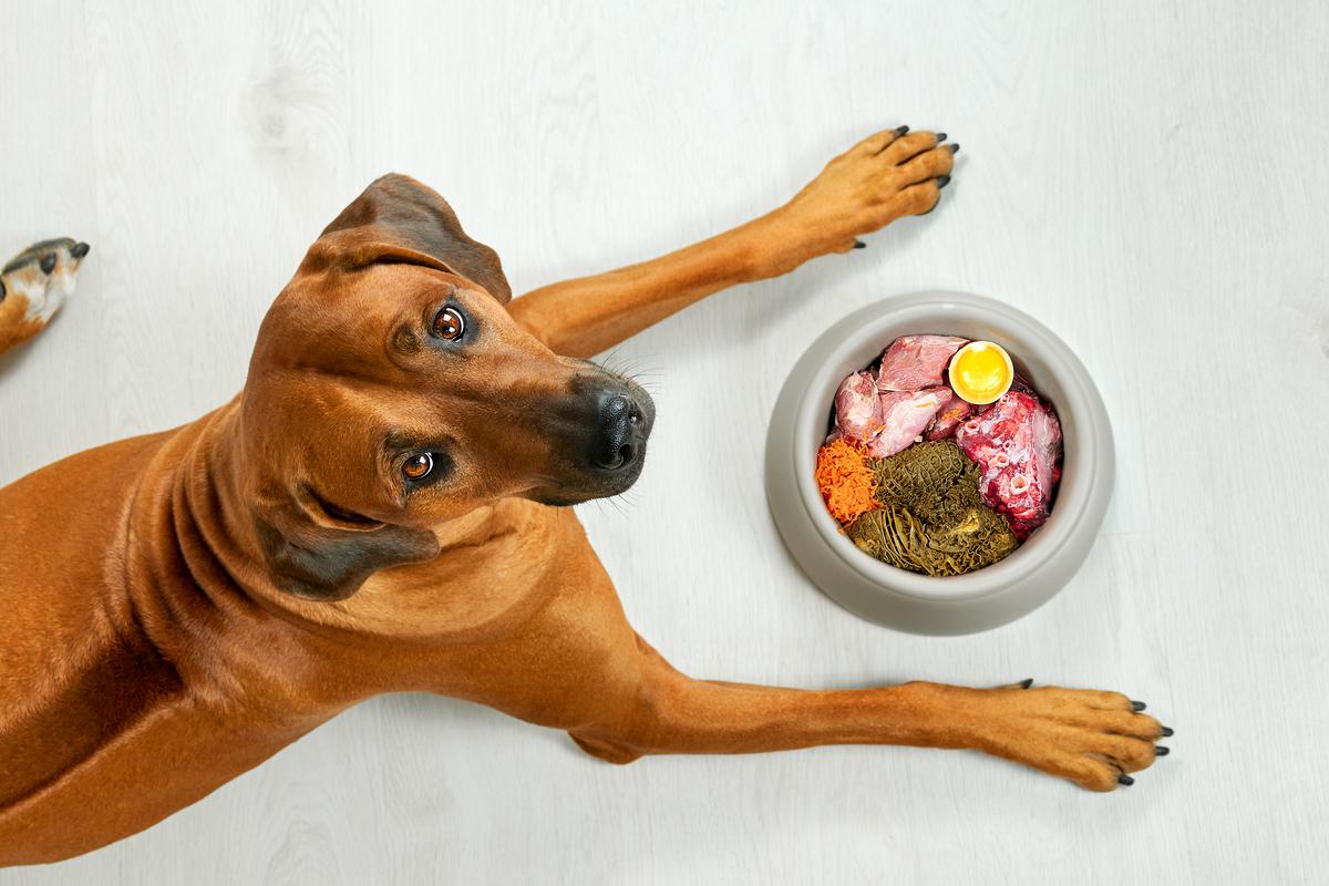 Salmonella Concerns Cause Dog Food Recall In New York State