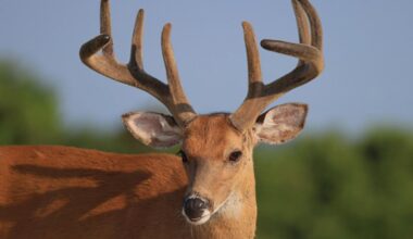 New York State Hunting Licenses On Sale With Massive Changes