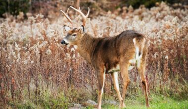 This Is The Best Day To Hunt Deer in New York State This Fall