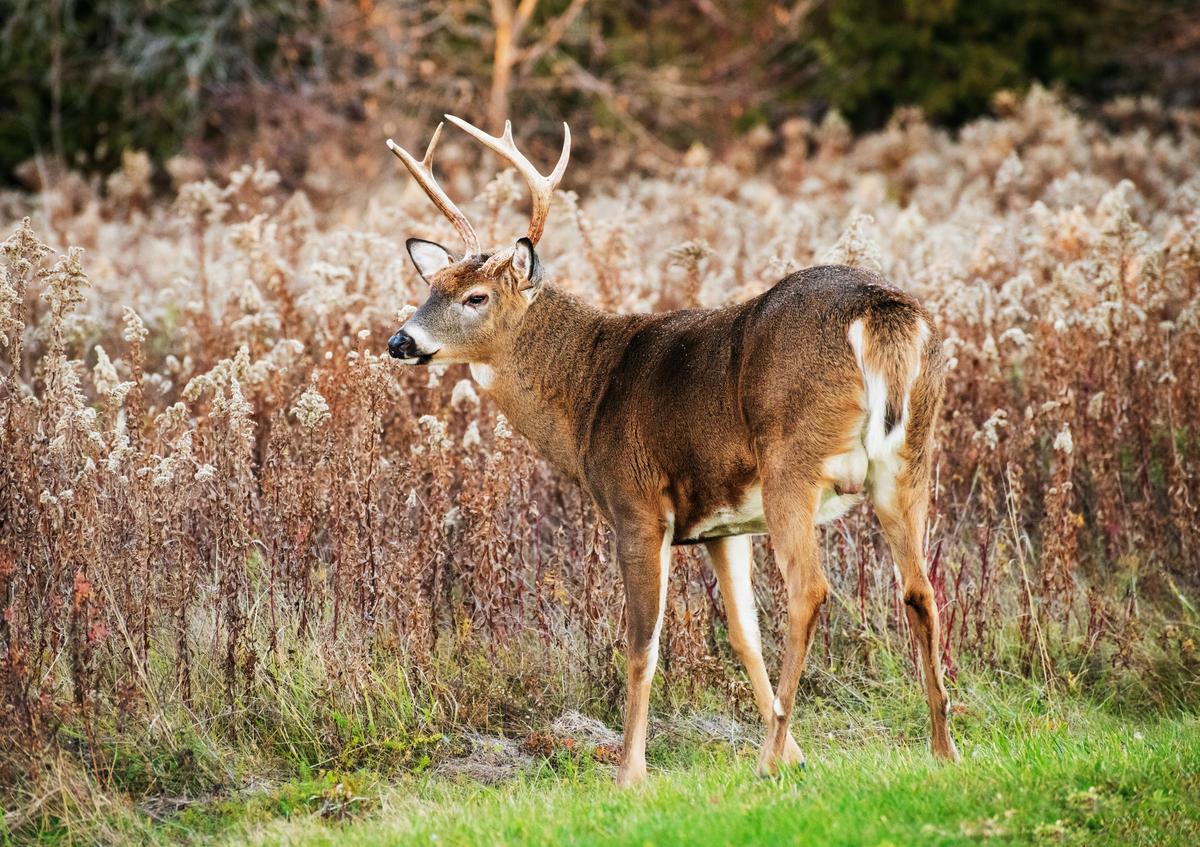 This Is The Best Day To Hunt Deer in New York State This Fall