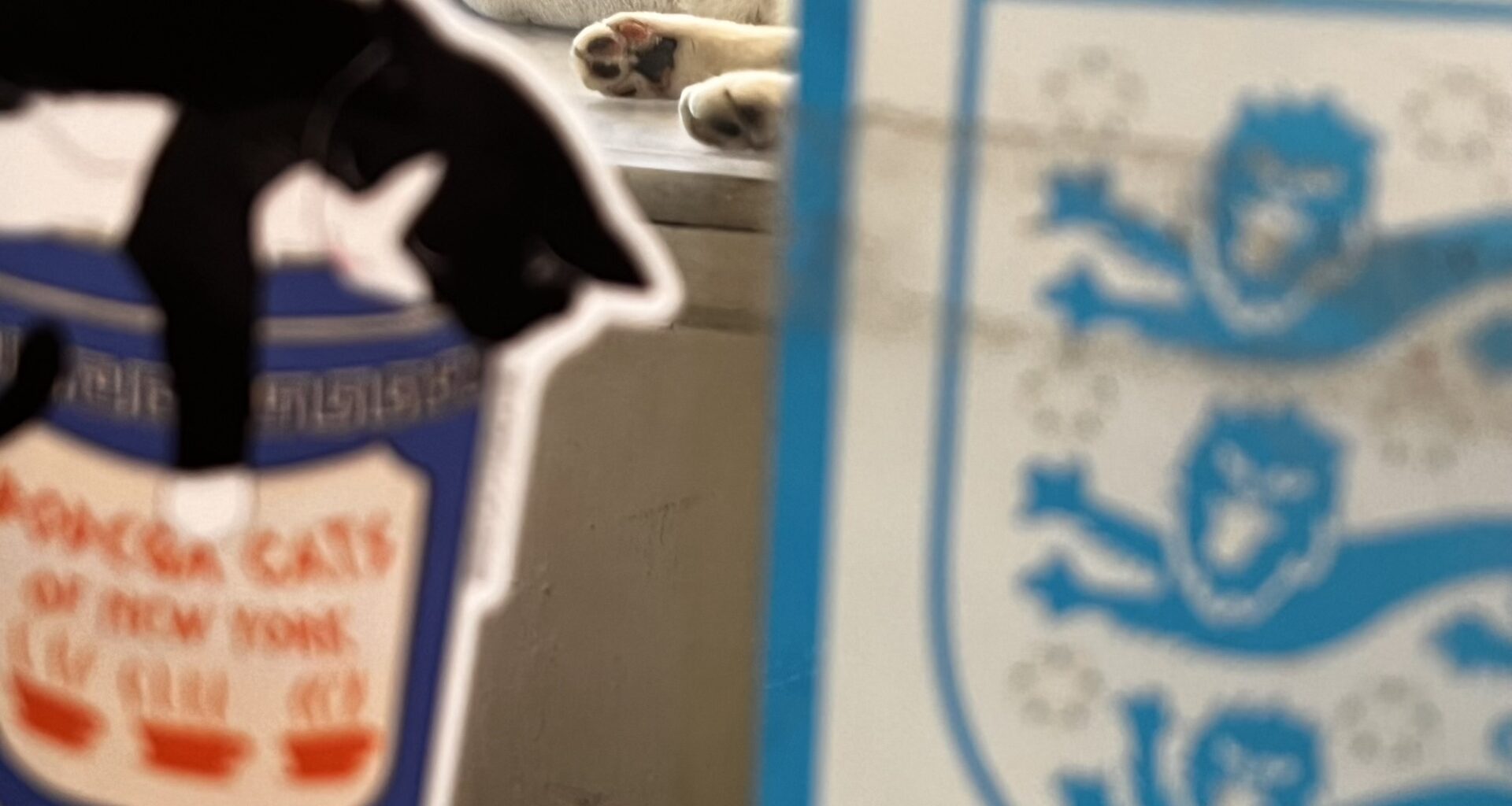 a cat lounging on a counter in a New York City bodega