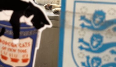 a cat lounging on a counter in a New York City bodega
