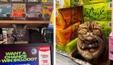 New Book Celebrates the Beloved Bodega Cats That Call New York City Home