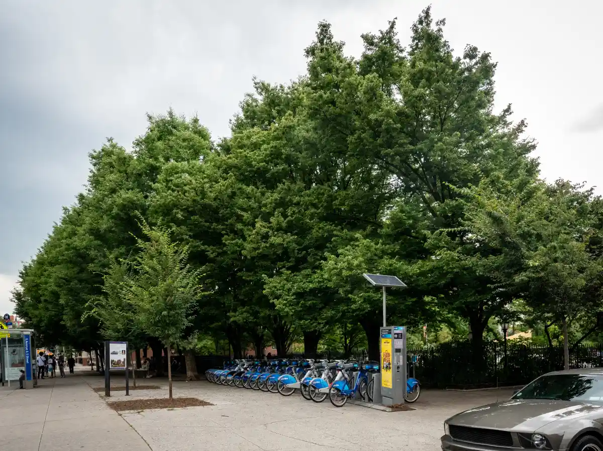 trees