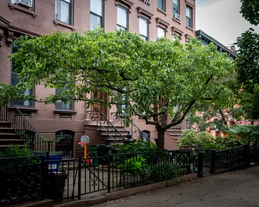 street trees in front of a row of brownstones