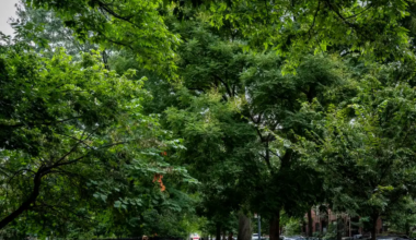trees