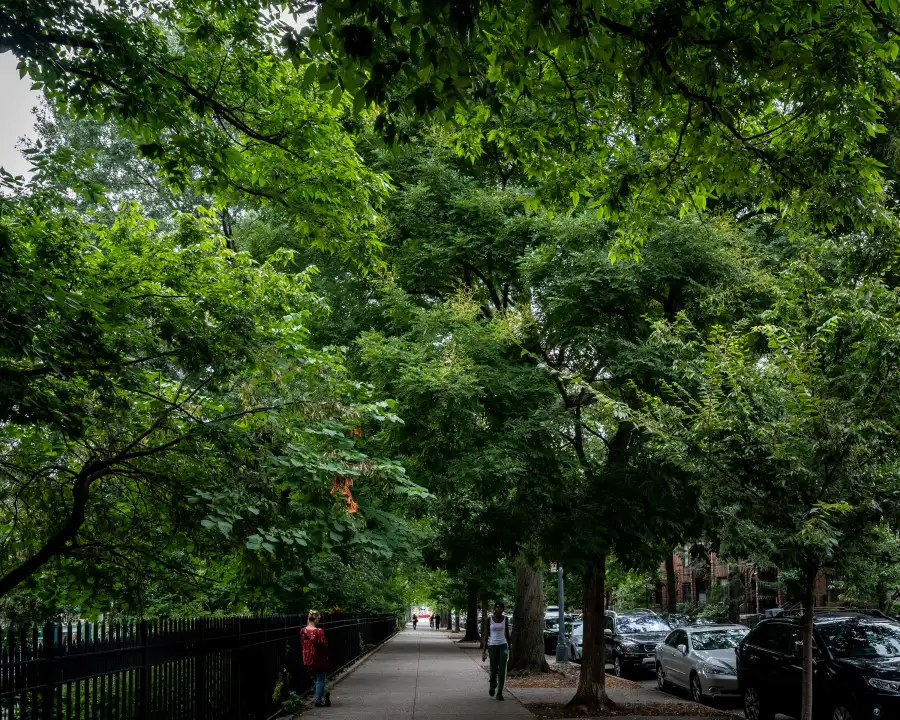 trees