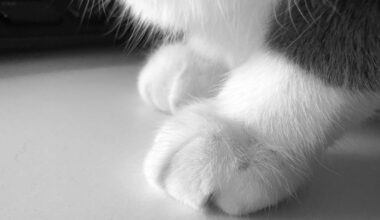 Almost 30 cats, including 3 dead ones, recovered from Brooklyn Park woman's home: Charges