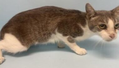 Authorities seize 29 cats, 1 dog from condemned Brooklyn Park home