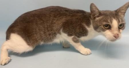 Authorities seize 29 cats, 1 dog from condemned Brooklyn Park home