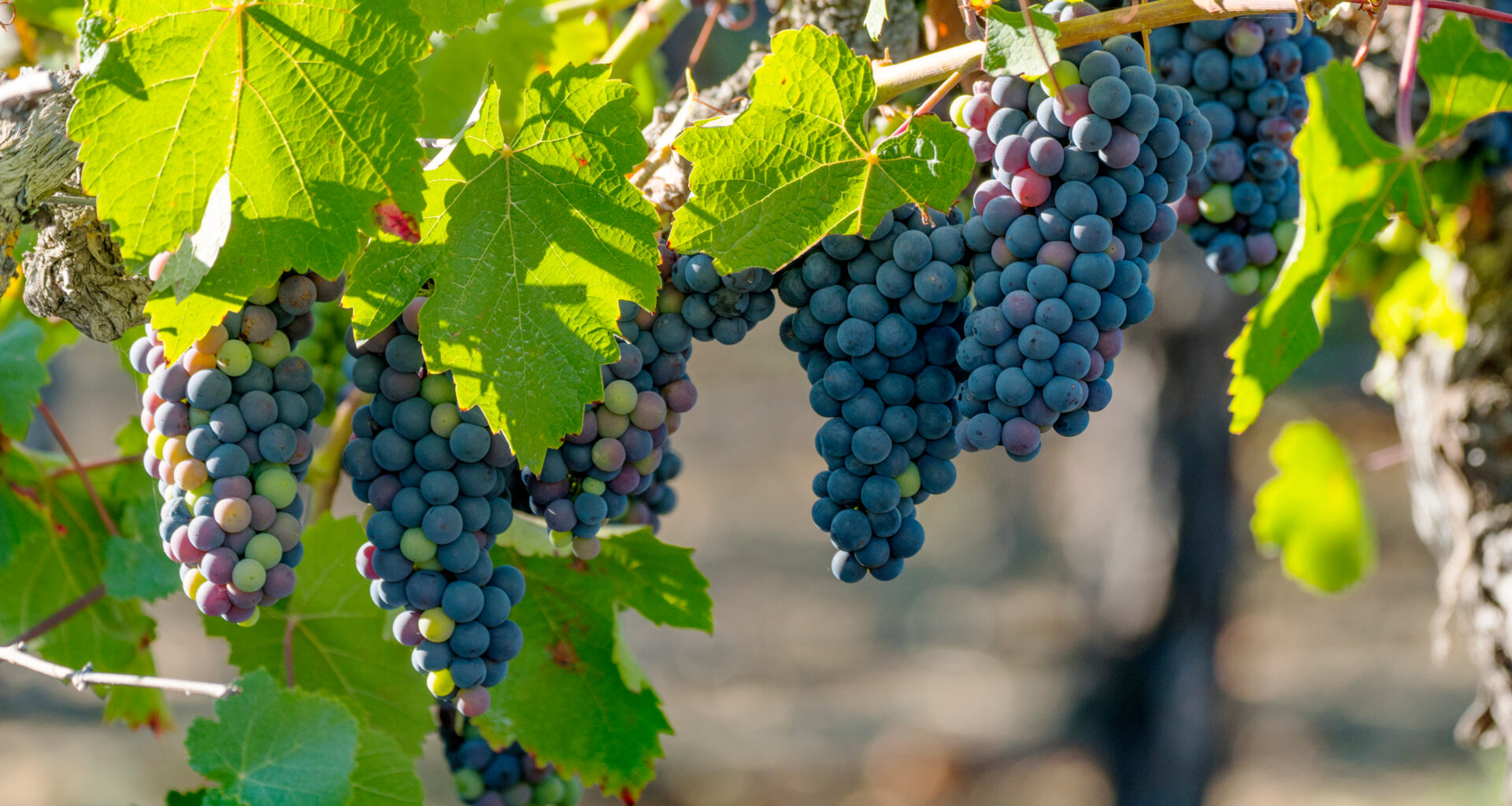 New York's Wine and Grape Industry Celebrated as Grape Day Returns to The Great New York State Fair