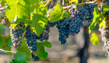New York's Wine and Grape Industry Celebrated as Grape Day Returns to The Great New York State Fair