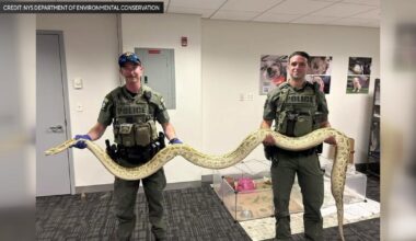 Burmese python confiscated from owner near Coney Island boardwalk, officials say