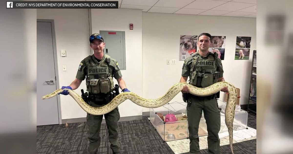 Burmese python confiscated from owner near Coney Island boardwalk, officials say