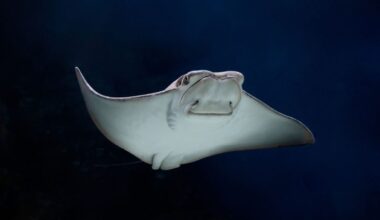 Rays Found in Polluted NYC Creek Might Be Sign of Environmental Hope