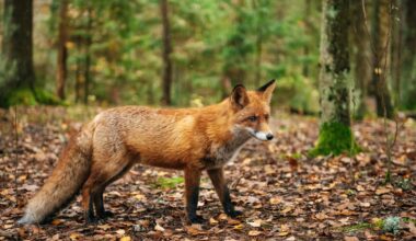 Fox that may be infected with rabies is roaming this NYC borough, officials warn