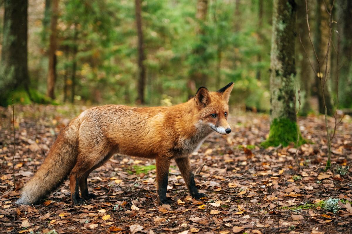 Fox that may be infected with rabies is roaming this NYC borough, officials warn