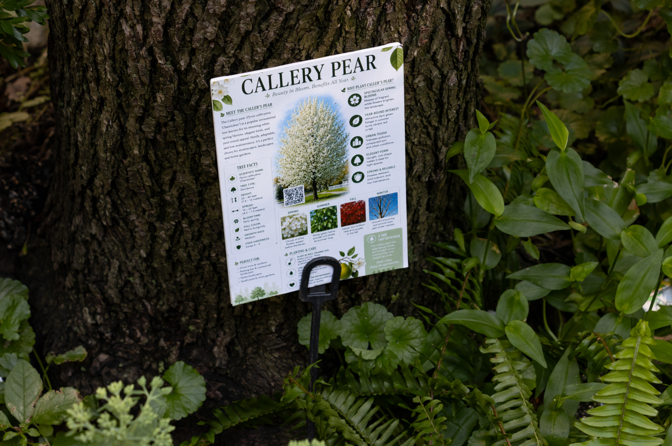 tree pit with a sign for a callery pear with facts about the tree