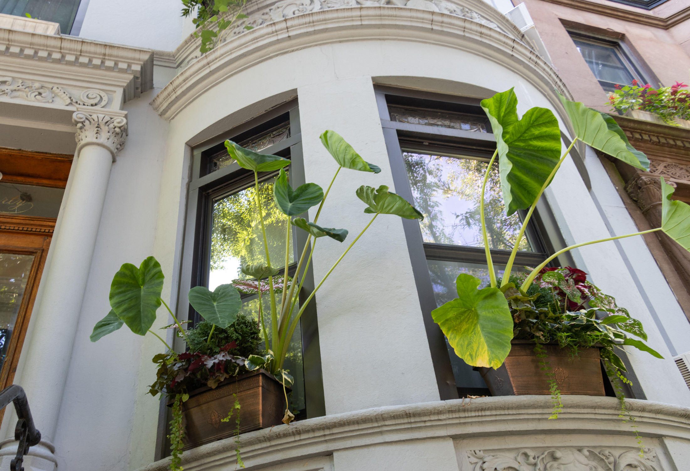 window boxes with elephant ear plants