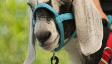 Musique, the 2025 Dairy Queen, is a Nubian goat. (Photo courtesy Luke Myers)
