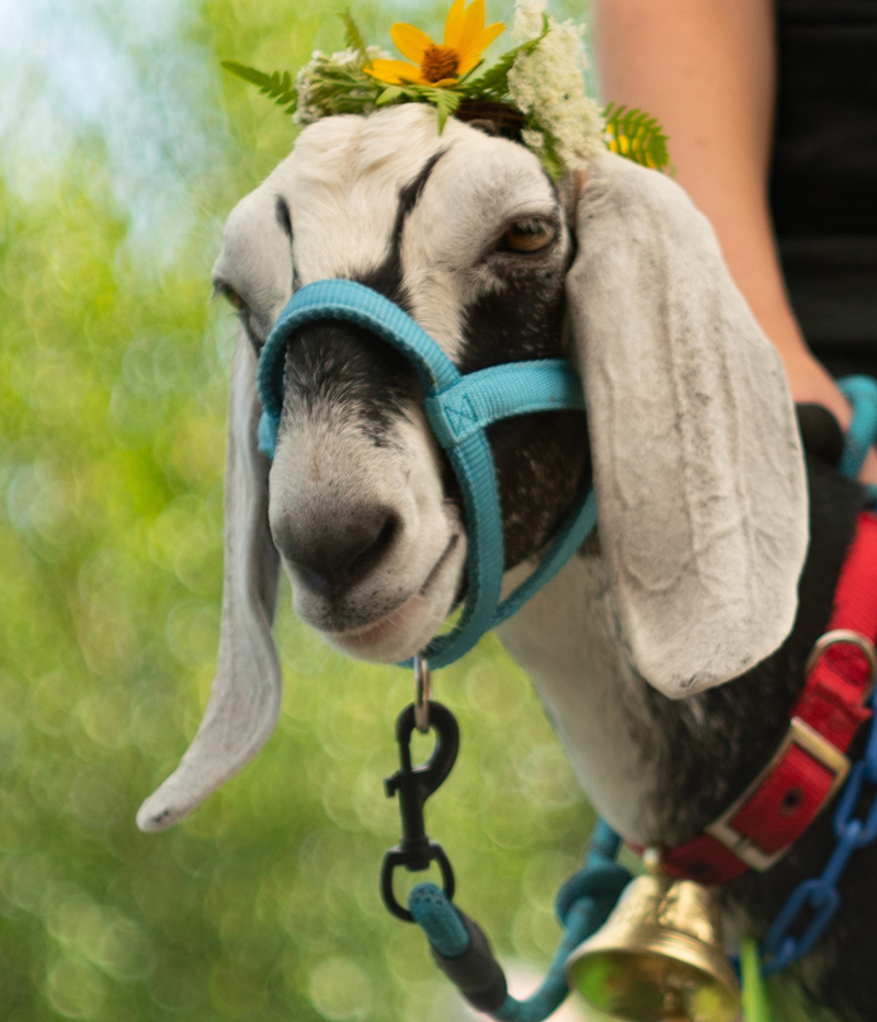 Musique, the 2025 Dairy Queen, is a Nubian goat. (Photo courtesy Luke Myers)