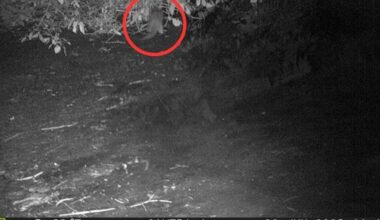 River otter sighting after 100 years offers hope for Bronx River’s recovery – Bronx Times
