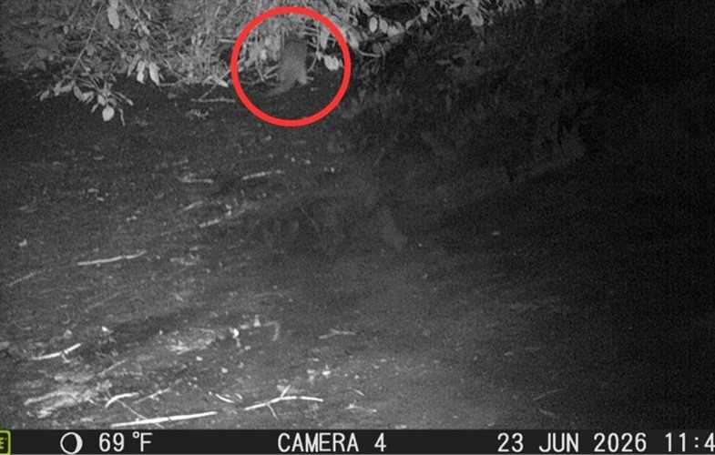 River otter sighting after 100 years offers hope for Bronx River’s recovery – Bronx Times