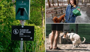 NYC will spend $180K in effort to curb rampant dog poop problem