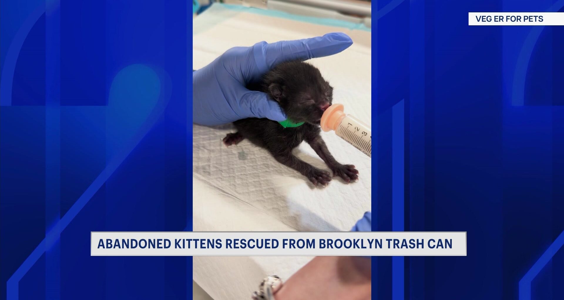 News 12 | Connecticut | 3 Kittens Receiving Round The Clock Care After Being Found In Brooklyn Trash Can