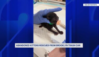 News 12 | Connecticut | 3 Kittens Receiving Round The Clock Care After Being Found In Brooklyn Trash Can