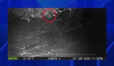 News 12 | Bronx | First River Otter Spotted In The Bronx After Nearly 100 Years
