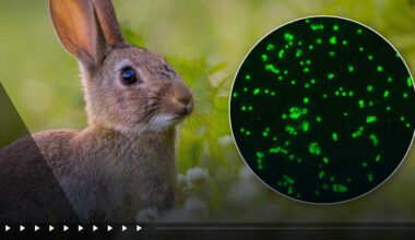 What is ‘rabbit fever?’ Health officials report 3 probable cases