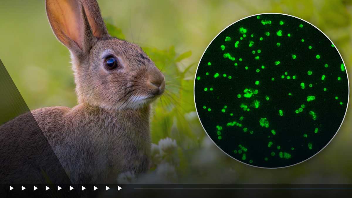 What is ‘rabbit fever?’ Health officials report 3 probable cases