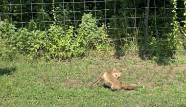Fox bite at Staten Island park prompts DEC rabies advisory