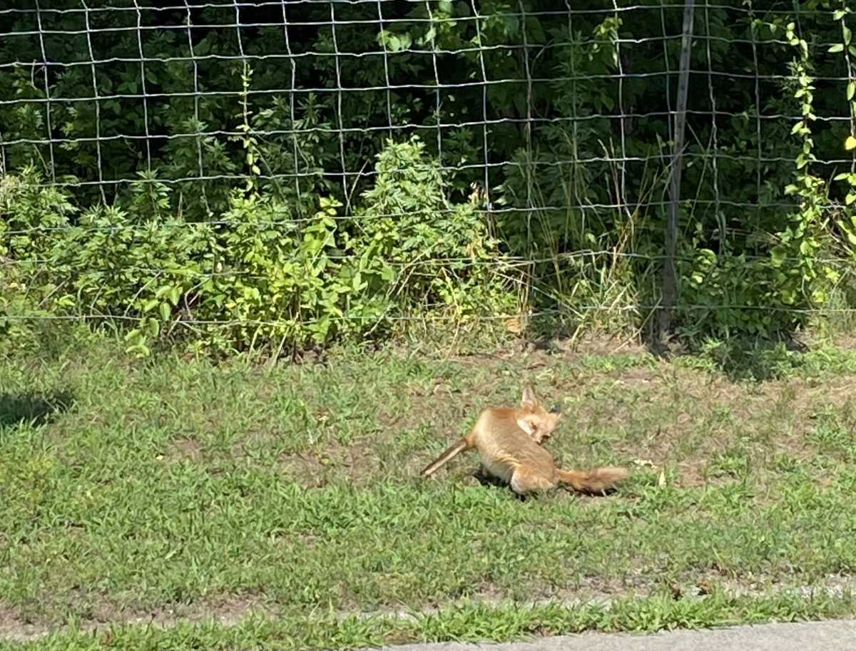 Fox bite at Staten Island park prompts DEC rabies advisory