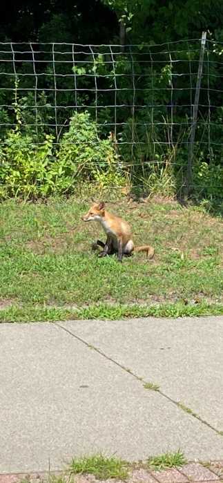 fox in grass