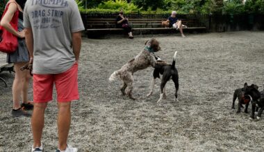 New York City Council takes aim at dog waste citywide