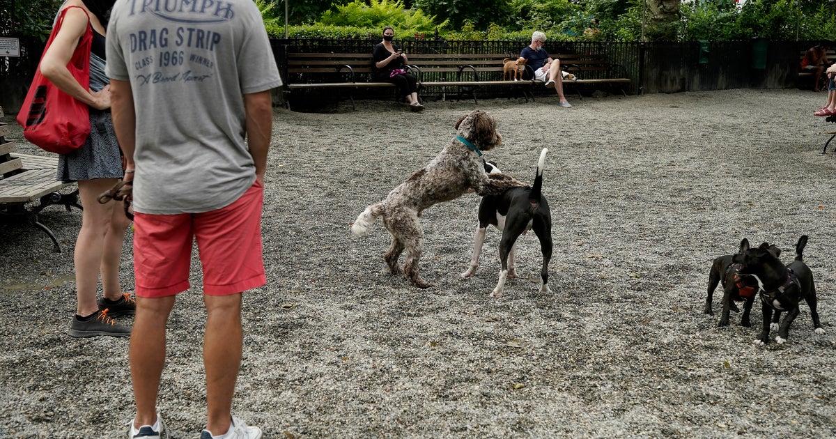 New York City Council takes aim at dog waste citywide